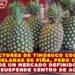 PRODUCTORES DE TIHOSUCO COSECHAN 150 TONELADAS DE PIÑA, PERO CARECEN DE UN MERCADO DEFINIDO Y SE SUSPENDE CENTRO DE ACOPIO