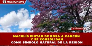 MACULÍS PINTAN DE ROSA A CANCÚN Y SE CONSOLIDAN COMO SÍMBOLO NATURAL DE LA REGIÓN