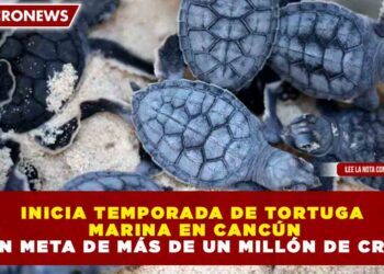 INICIA TEMPORADA DE TORTUGA MARINA EN CANCÚN CON META DE MÁS DE UN MILLÓN DE CRÍAS