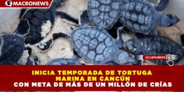 INICIA TEMPORADA DE TORTUGA MARINA EN CANCÚN CON META DE MÁS DE UN MILLÓN DE CRÍAS