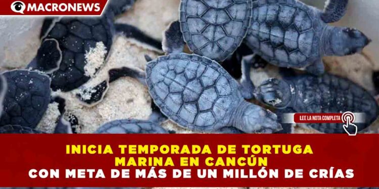 INICIA TEMPORADA DE TORTUGA MARINA EN CANCÚN CON META DE MÁS DE UN MILLÓN DE CRÍAS