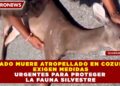 VENADO MUERE ATROPELLADO EN COZUMEL; EXIGEN MEDIDAS URGENTES PARA PROTEGER LA FAUNA SILVESTRE
