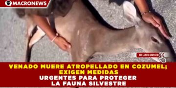 VENADO MUERE ATROPELLADO EN COZUMEL; EXIGEN MEDIDAS URGENTES PARA PROTEGER LA FAUNA SILVESTRE