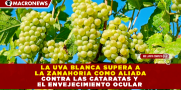 LA UVA BLANCA SUPERA A LA ZANAHORIA COMO ALIADA CONTRA LAS CATARATAS Y EL ENVEJECIMIENTO OCULAR