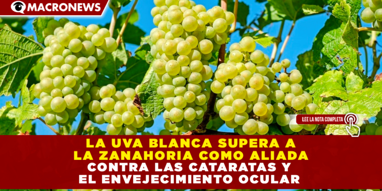 LA UVA BLANCA SUPERA A LA ZANAHORIA COMO ALIADA CONTRA LAS CATARATAS Y EL ENVEJECIMIENTO OCULAR