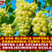 LA UVA BLANCA SUPERA A LA ZANAHORIA COMO ALIADA CONTRA LAS CATARATAS Y EL ENVEJECIMIENTO OCULAR