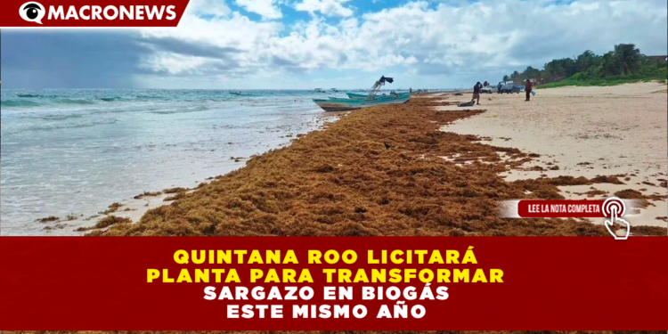 QUINTANA ROO LICITARÁ PLANTA PARA TRANSFORMAR SARGAZO EN BIOGÁS ESTE MISMO AÑO