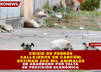CRISIS DE PERROS CALLEJEROS EN CANCÚN: ESTIMAN 200 MIL ANIMALES EN ABANDONO POR FALTA DE PREVISIÓN ECONÓMICA