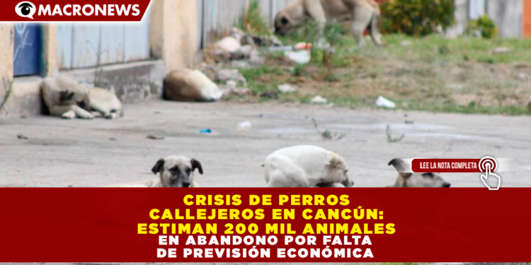 CRISIS DE PERROS CALLEJEROS EN CANCÚN: ESTIMAN 200 MIL ANIMALES EN ABANDONO POR FALTA DE PREVISIÓN ECONÓMICA