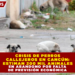 CRISIS DE PERROS CALLEJEROS EN CANCÚN: ESTIMAN 200 MIL ANIMALES EN ABANDONO POR FALTA DE PREVISIÓN ECONÓMICA