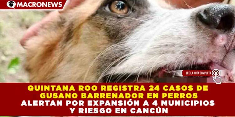QUINTANA ROO REGISTRA 24 CASOS DE GUSANO BARRENADOR EN PERROS; ALERTAN POR EXPANSIÓN A 4 MUNICIPIOS Y RIESGO EN CANCÚN